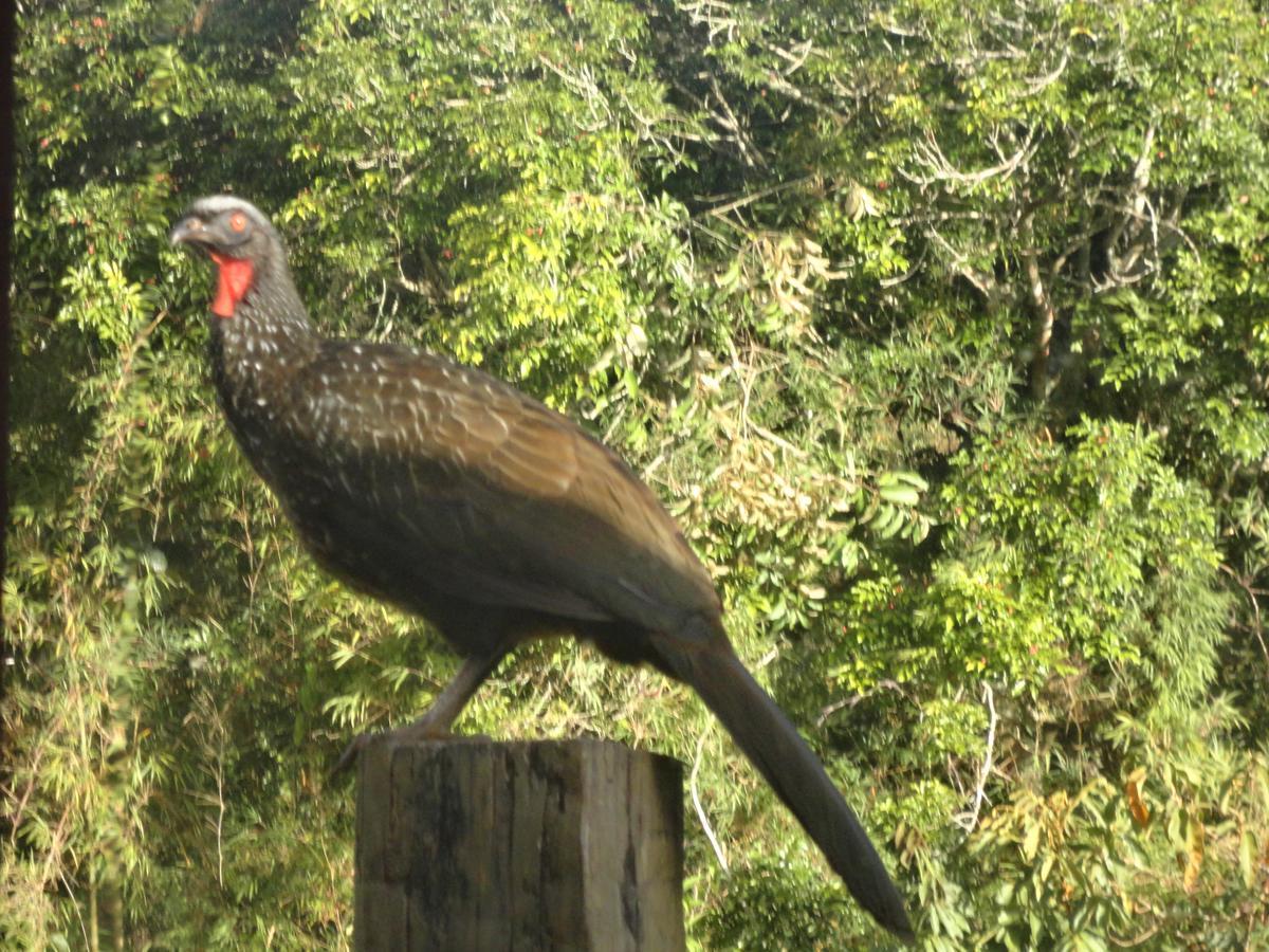 Estalagem Engenho De Serra - Parque Nacional Do Itatiaia - Parte Alta * Itamonte